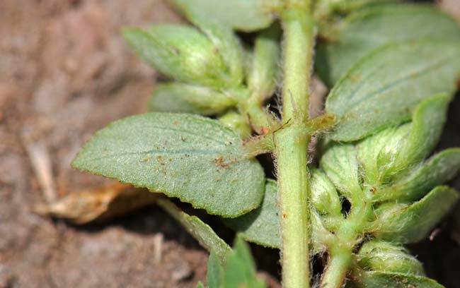 Chamaesyce dioica, Royal Sandmat